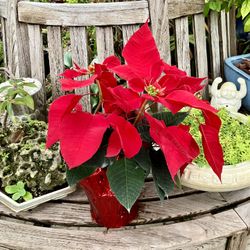 Poinsettia Plant