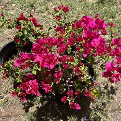 5 Gal Bougainvilleas Bushes