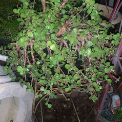 Plant And Metal Stand..