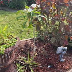 Beautiful white flowering tree five dollars. If you look at the second picture, I’m willing to do very long tall cuttings for three dollars each.