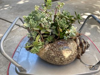 Multi succulents in very nice glazed clay shelf pot