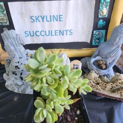 RARE KOREAN ECHEVERIA ONLY $15. SALE. PICK UP IN SAN LORENZO. SATURDAY