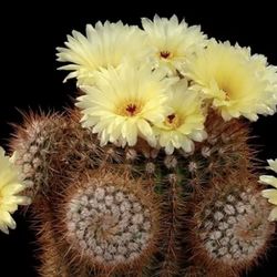 Yellow Schlosser’s Notocactus 🌵🌼