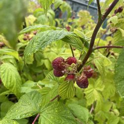 FREE Front yard Raspberries