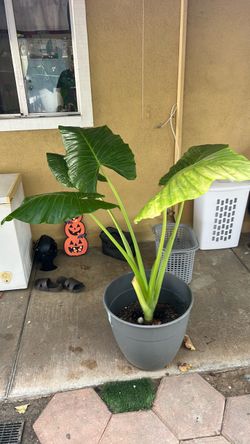 Elephant ear plant