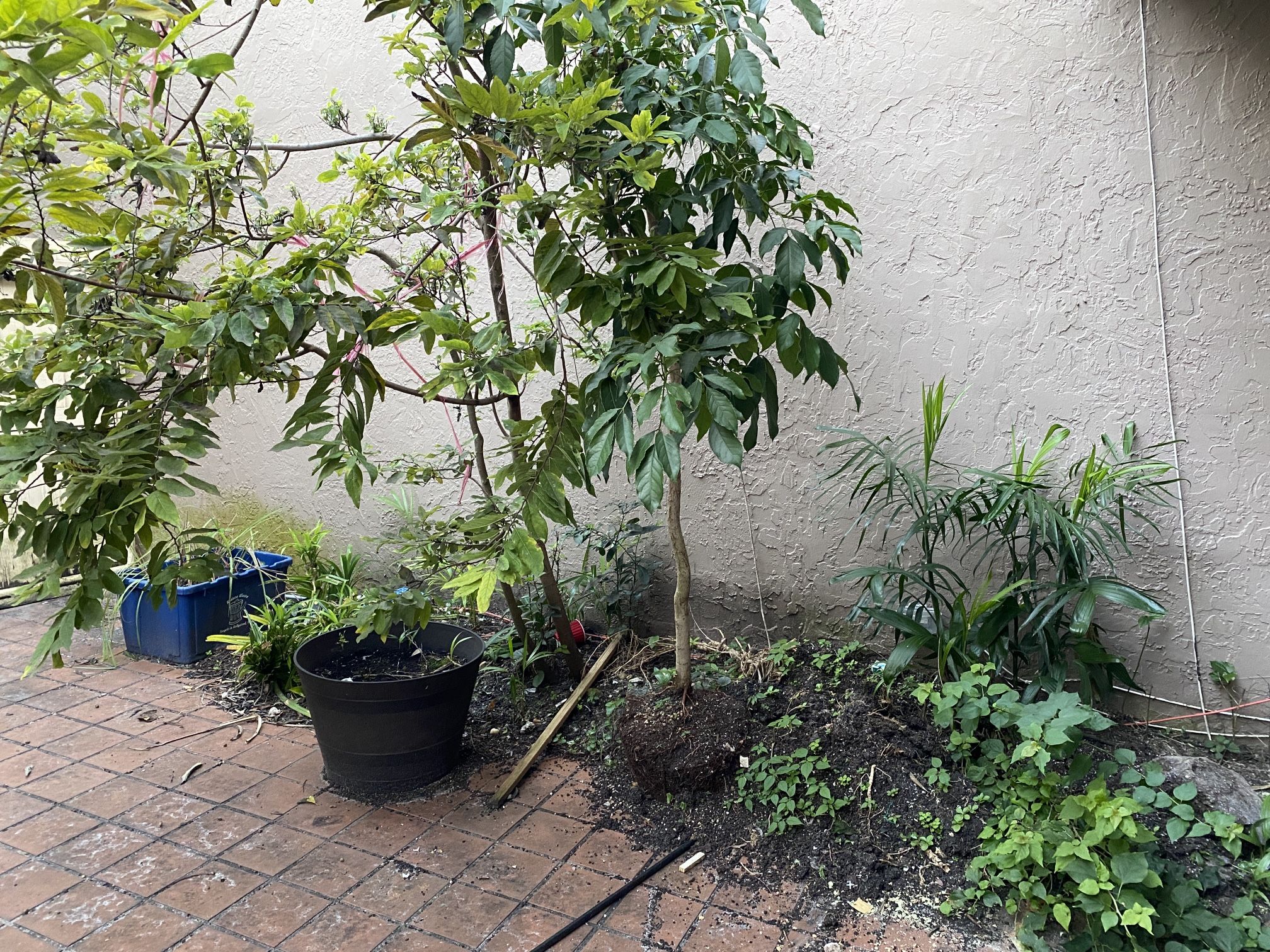 Plants For Free