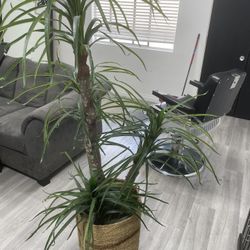Indoor Plant Fake