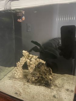 20 Gallon Rimless Nano saltwater  tank