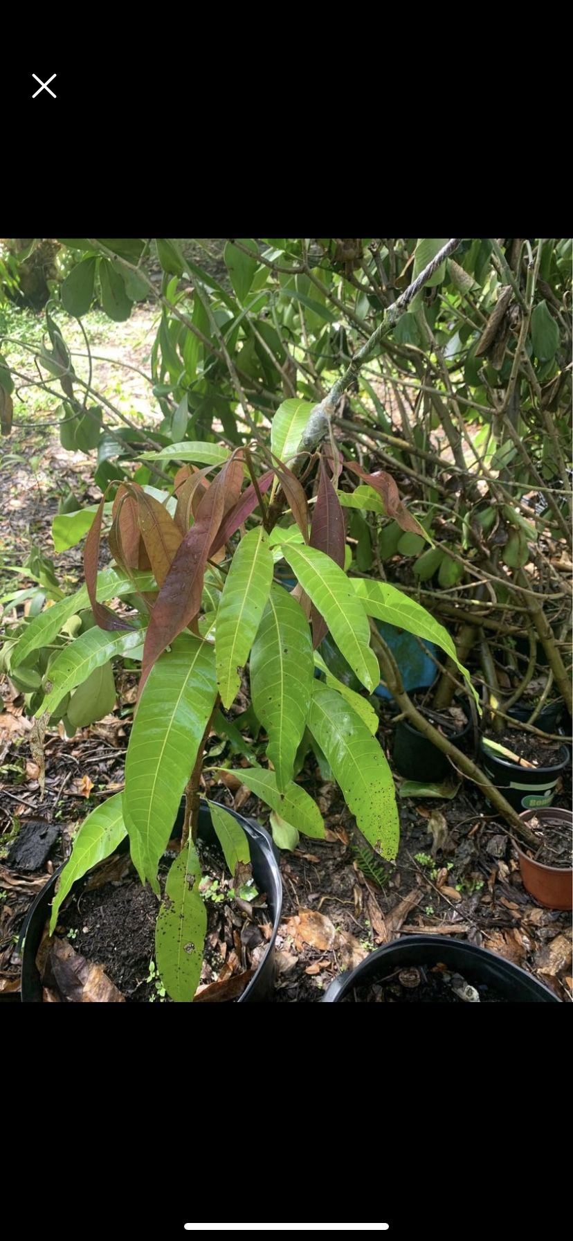 mango scions