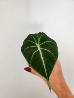 Alocasia Black Velvet