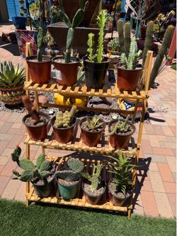 A Variety of Cacti Plants