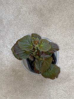 Wax Begonia Plant
