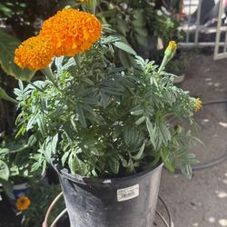Marigolds (cempasuchil)