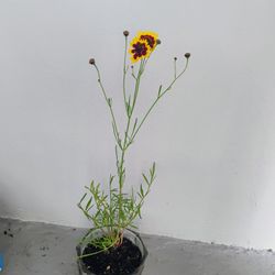 Plants: Aloe, lemongrass, tomato starters, flowering.$10-20 depending on size and type of pot.