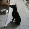 Cesar
