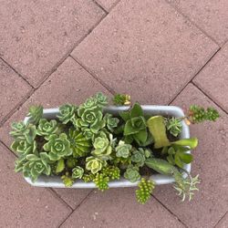 Large Long Rectangle Succulent Flower Mix Cactus  In Pot Home Patio Yard Garden 