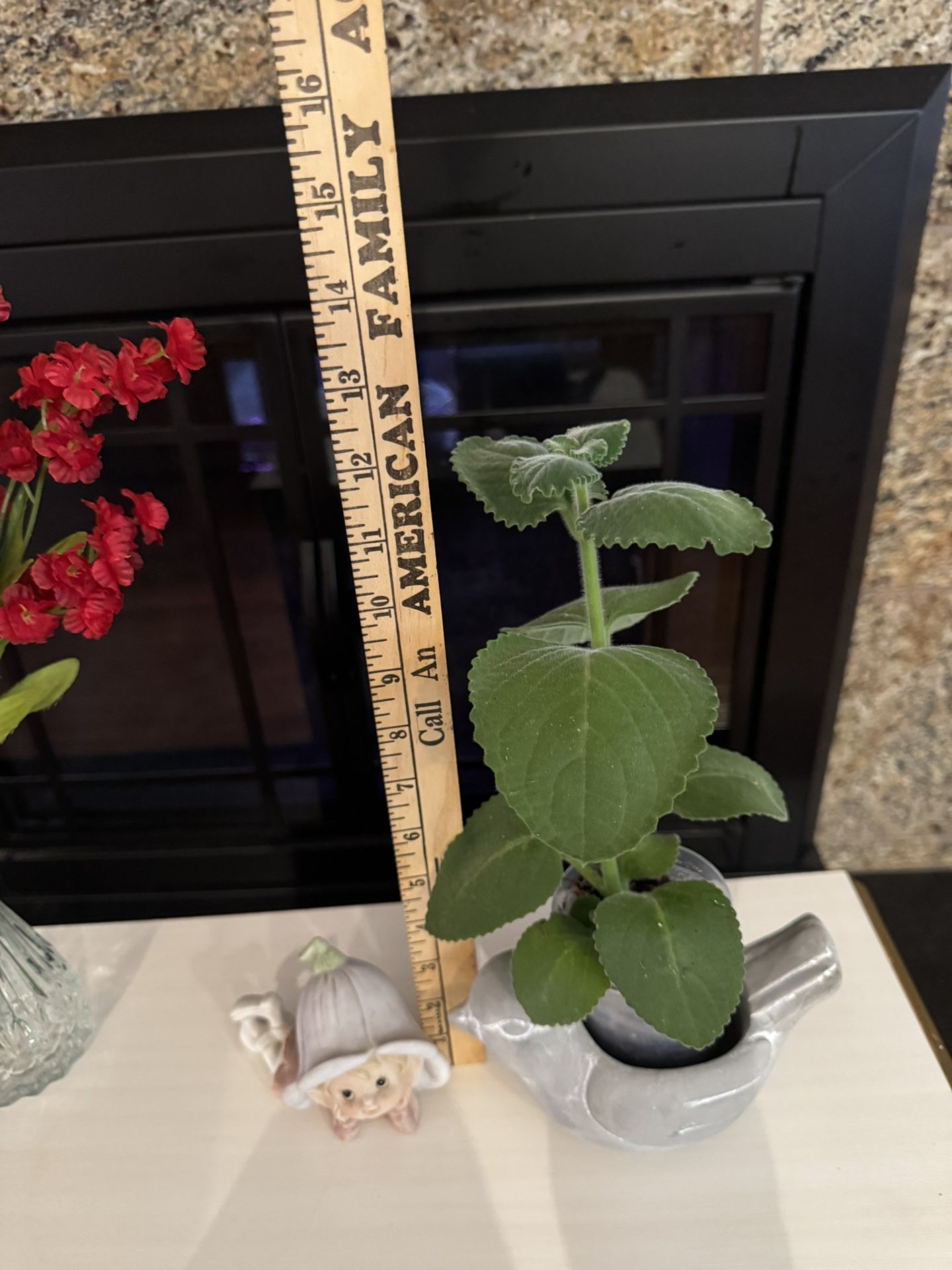 House Plant- Cuban Oregano