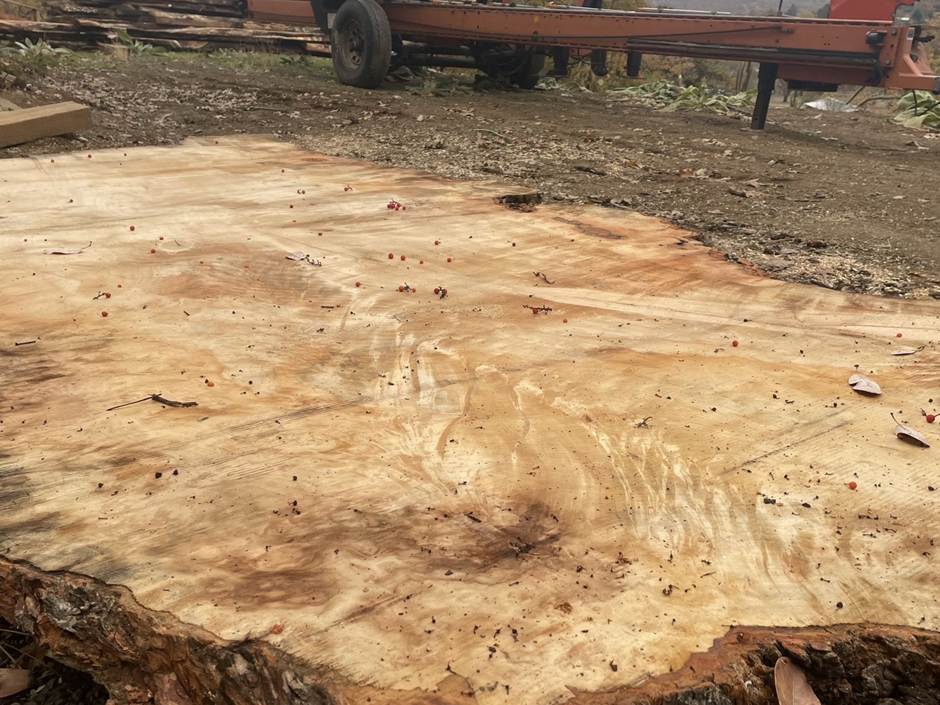 Massive Beautifully Figured Silver Maple Live Edge Slab