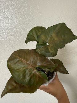 Syngonium Maria Allusion