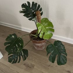 Monstera Thai Constellation 