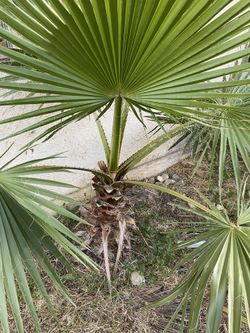 Palm tree