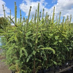 Colorado blue spruce 60% OFF