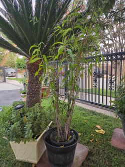 Plant Sale 🪴  (variety of fruit trees, succulents etc)