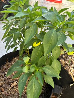 Large Established Sweet Pepper Plants - Already Flowering & Fruiting