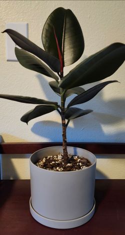 Rubber Fig houseplant