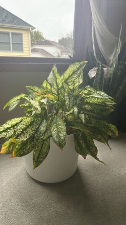 Aglonema spring snow