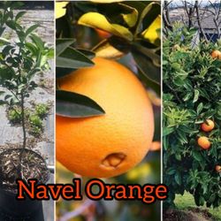 Navel Oranges Grafted Dwarf Trees 3gal Arboles De Naranja Navel 3gal 