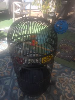 Black steel birdcage