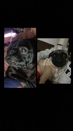 LOST DOGS