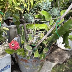Dragon Fruit Plant In Terracotta Pot