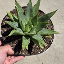 Aloe Polyphylla - Spiral Aloe