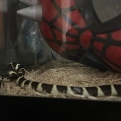 Female California King Snake