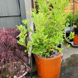 Live outdoor Royal Star Magnolia white flowering tree plant in an orange Le Beau ceramic planter pot—firm price