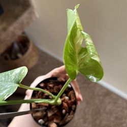 Thai Constellation Monstera