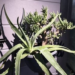 Aloe Vera And Gollum Jade Assortment