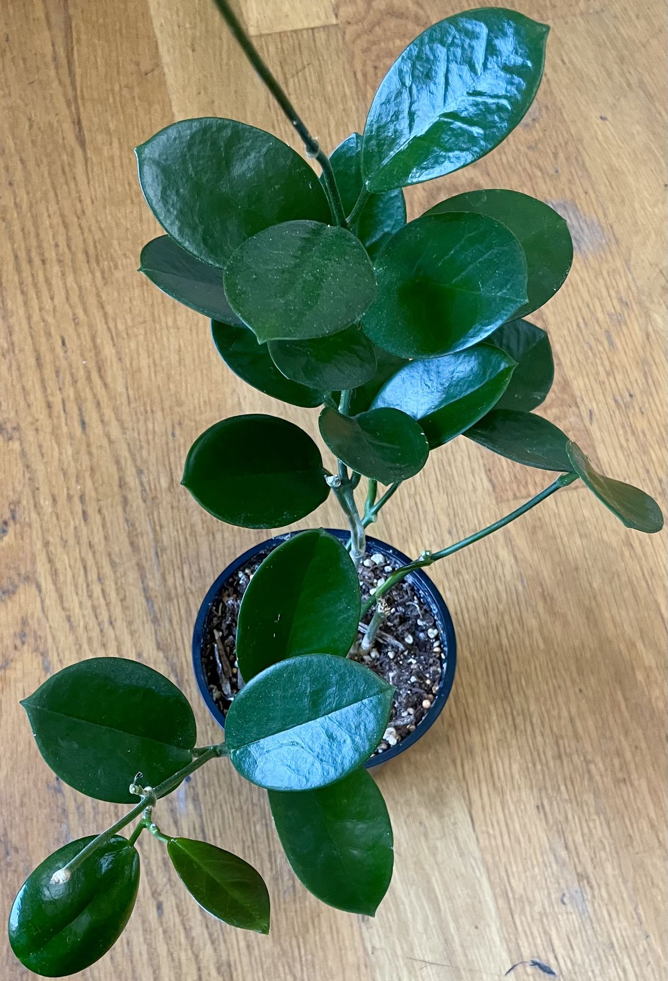Non-Toxic Hoya Australis Plant / V-Day Sale ❤️/ Free Delivery Available 