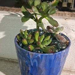 Succulents & House Plants 