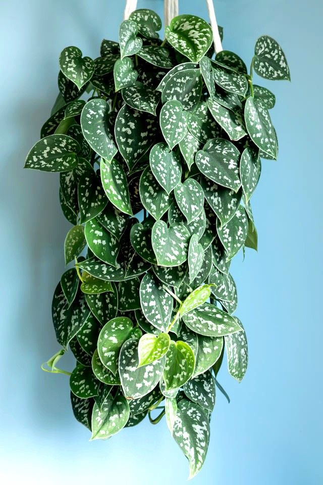 Lush Silver Satin Pothos Plant / House Plant/ Indoor Plant Flower Patio Garden