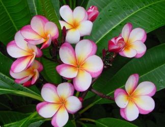 Guilliot sunset plumeria cuttings