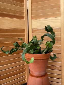 Epiphyllum guatemalense 'Monstrosa', commonly known as the Curly Locks Orchid Cactus