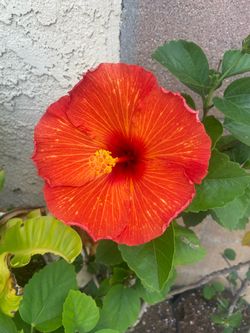 Hibiscus plant, Red 3ft