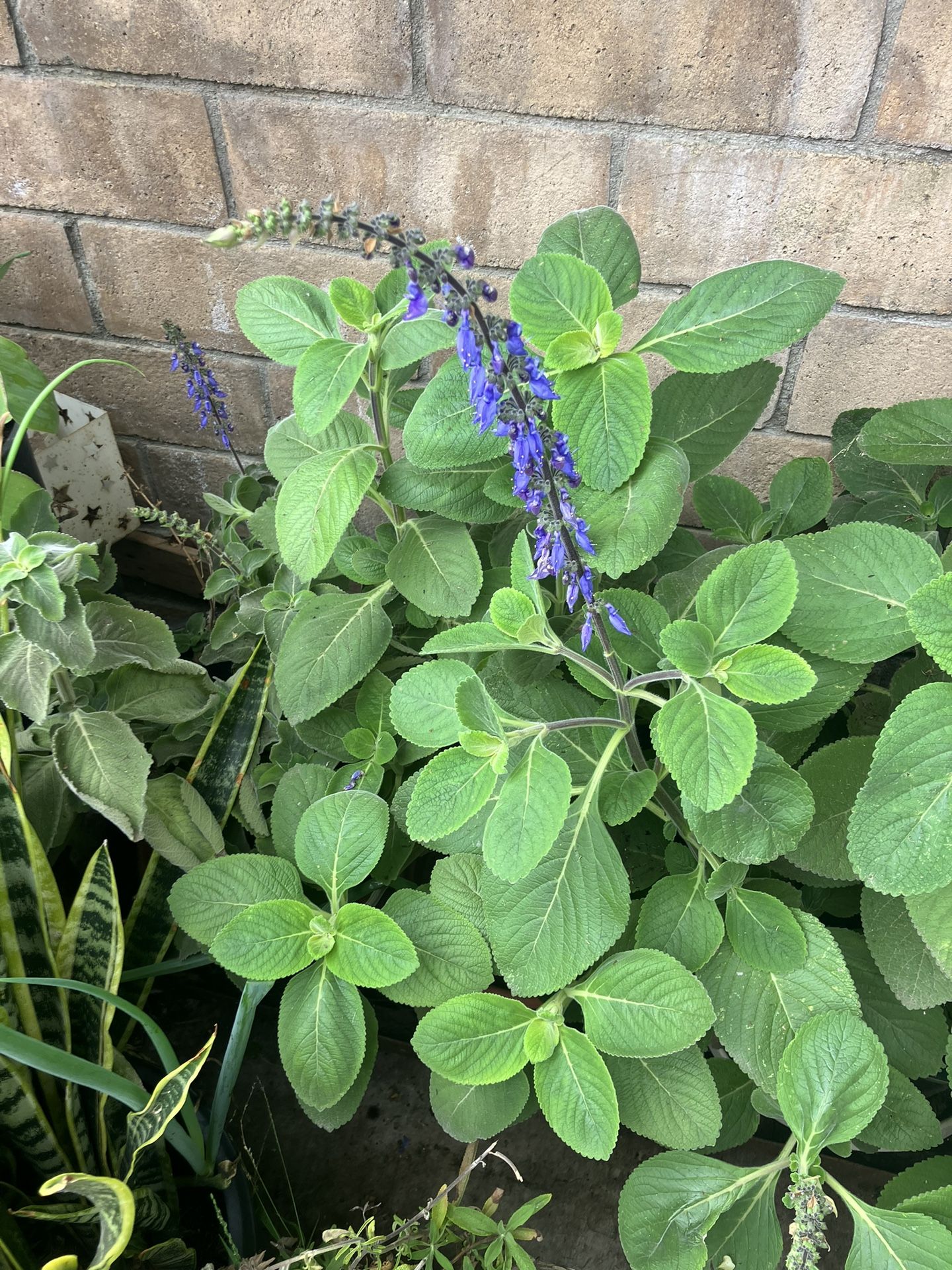 Plants Sage In Large Pots