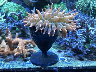 Anemone Cup / Holder