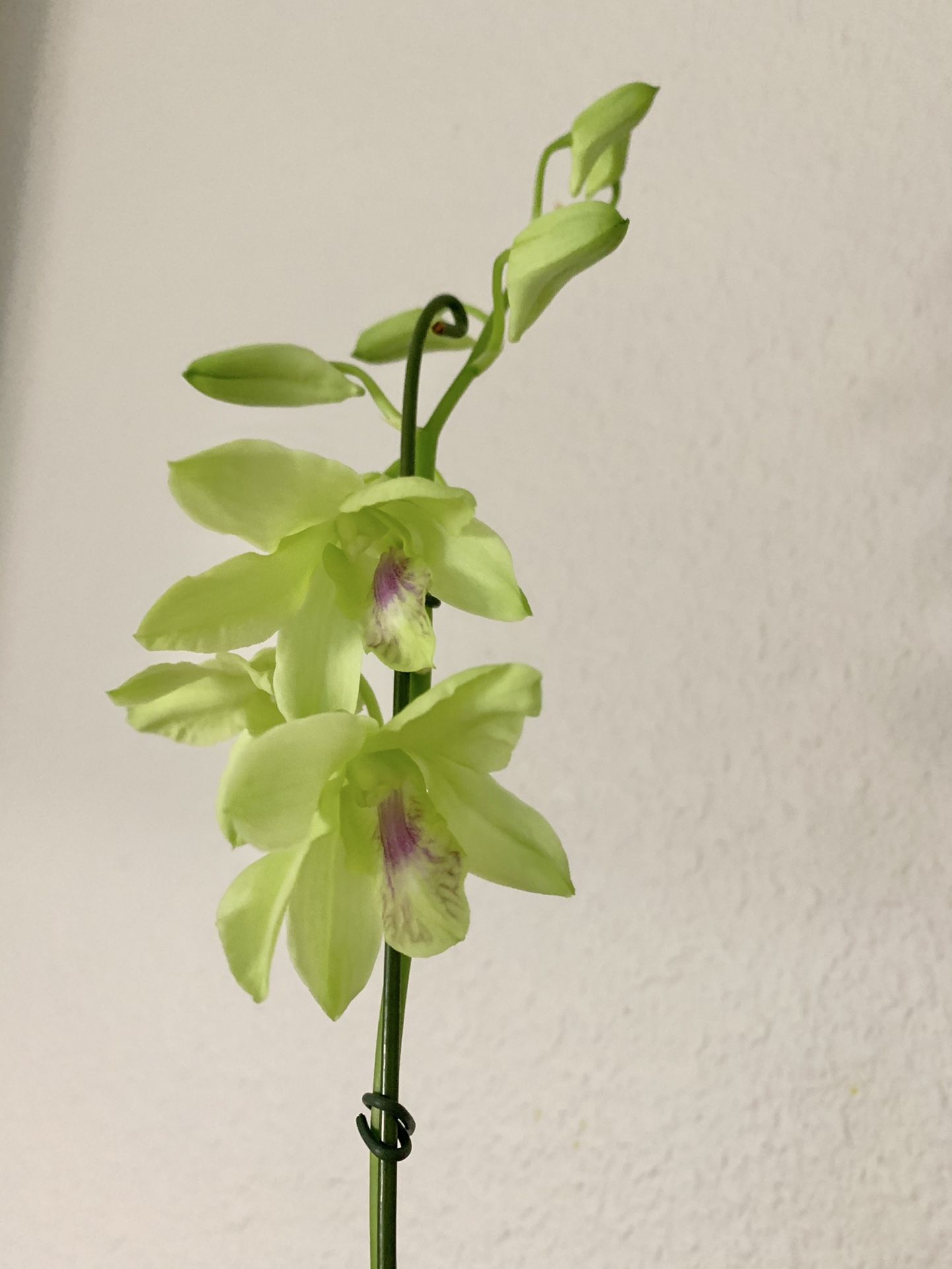 Green Flowers Dendrobium Orchid