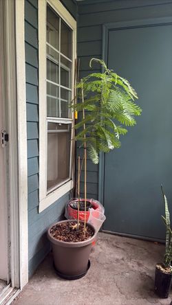 Mimosa hostilis
