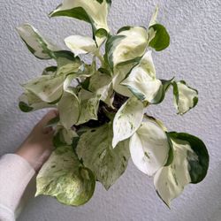 Manjula Pothos
